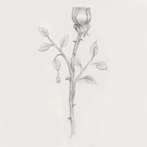 rose base no blur 1000