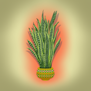 snake plant-500p